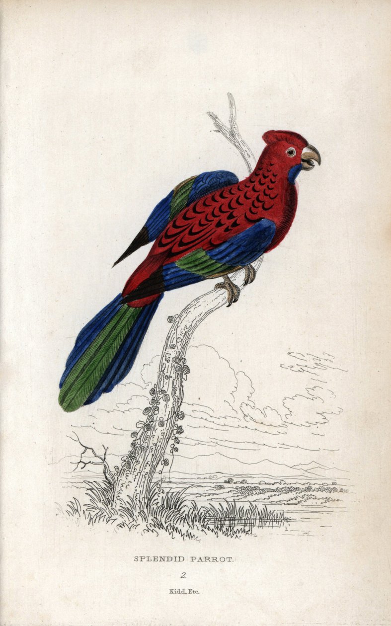 Splendid Parrot (Psittacus gloriosus). Platycerus elegans by Unbekannter Künstler