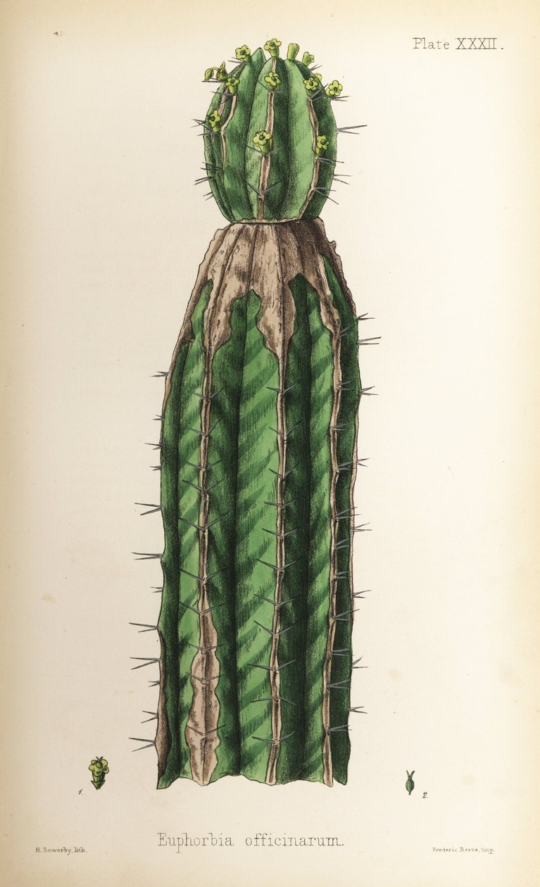 Spurge, Euphorbia officinarum. Handcoloured lithograph by Henry Sowerby from Edward Hamilton