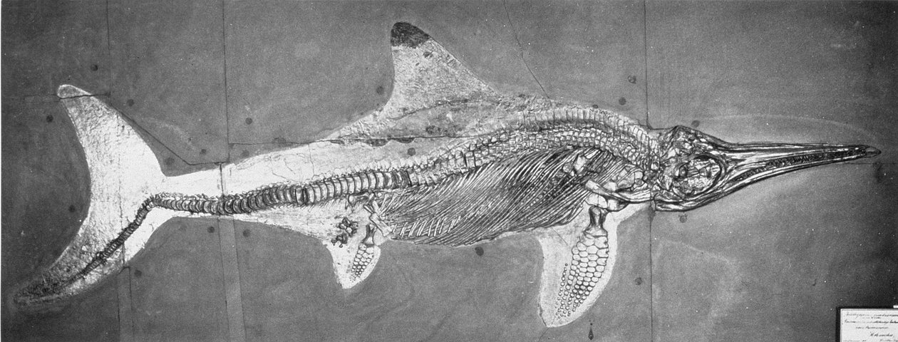 Stenopterygius megacephalus (The Oxford Ichthyosaur) found Nr. Stuttgart, Germany, Upper Lias Period by Unbekannt