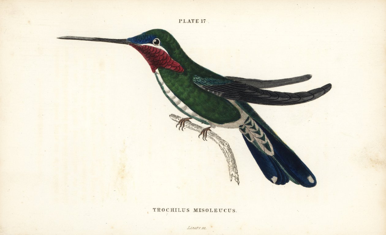 Stripe-breasted starthroat, Heliomaster squamosus (White-striped humming-bird, Trochilus mesoleucus). Handcoloured steel engraving from Sir William Jardine