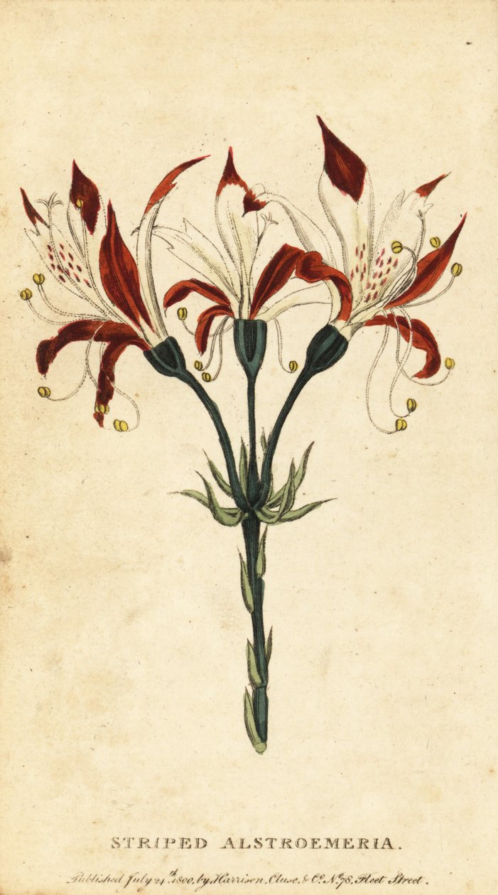 Striped alstroemeria, Alstroemeria ligtu, 1800 by Unbekannter Künstler
