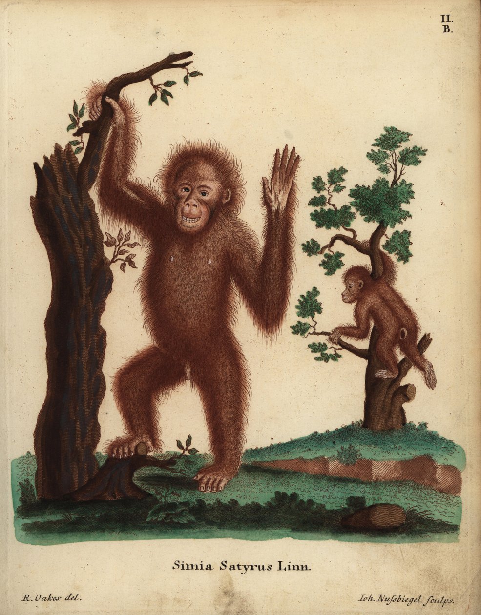 Sumatran Orangutan, Pongo abelii. Critically endangered. Simia satyrus Linn. Handcoloured copperplate engraving by Johann Nussbiegel after an illustration by R. Oakes from Johann Christian Daniel Schreber