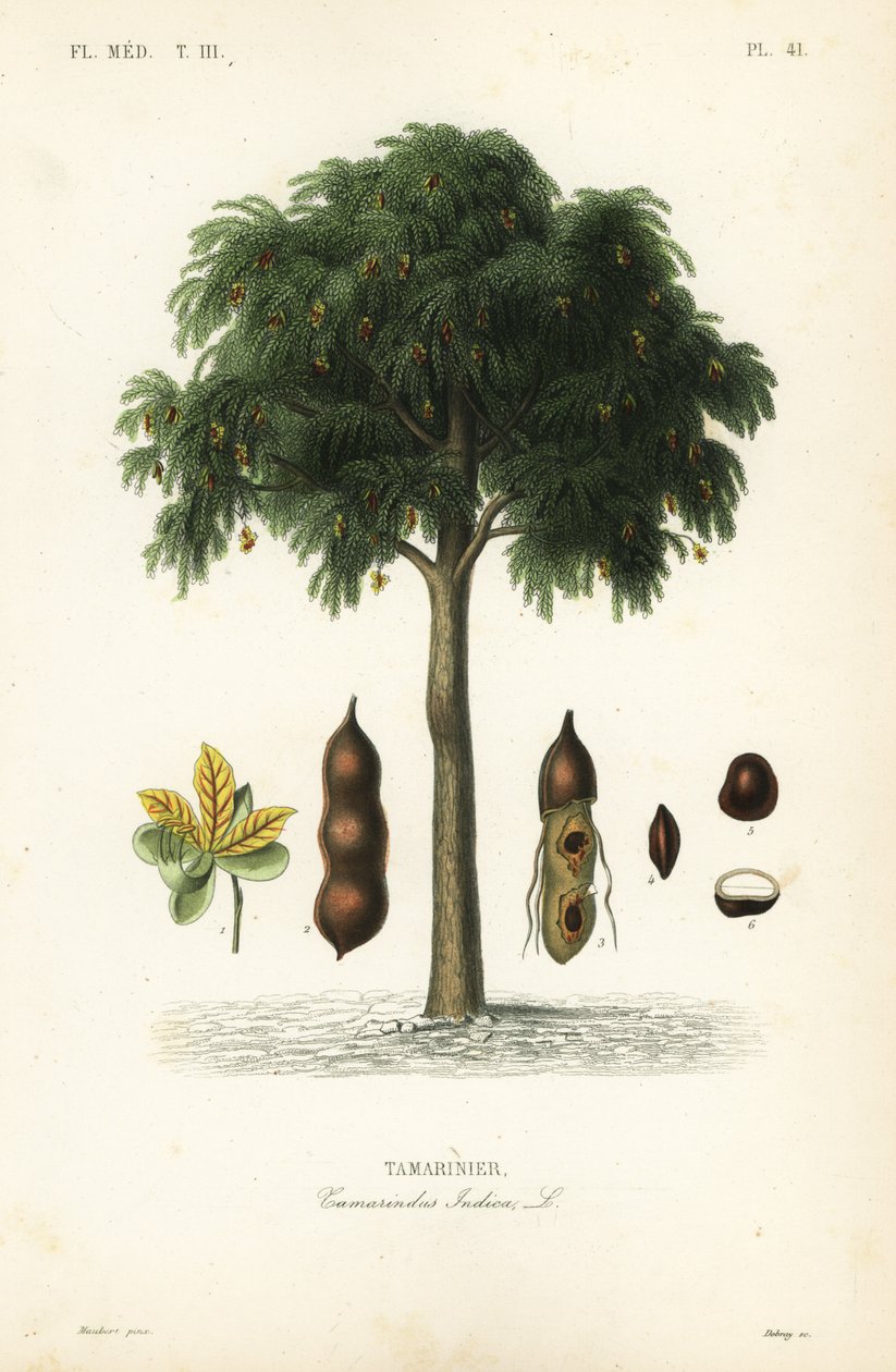 Tamarind tree by Unbekannt