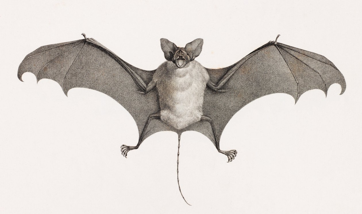 Taphien Filet, Bats from Egypt by Unbekannt