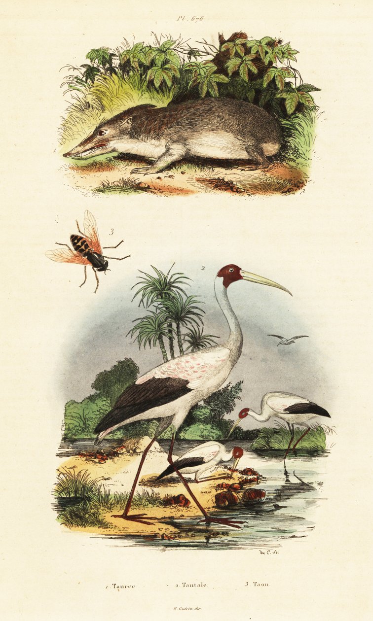 Tenrec, stork and horsefly.,1834-1839 by Unbekannter Künstler