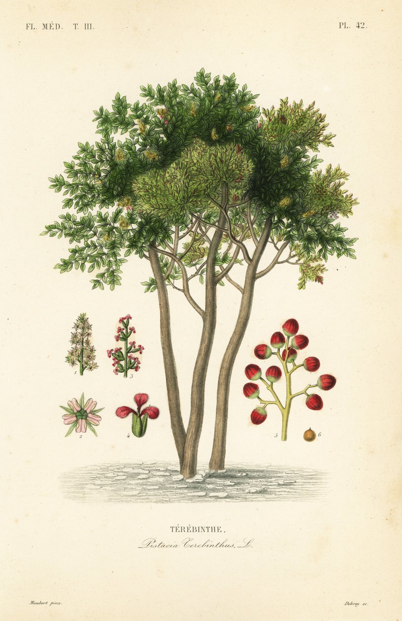 Terebinth or turpentine tree by Unbekannt