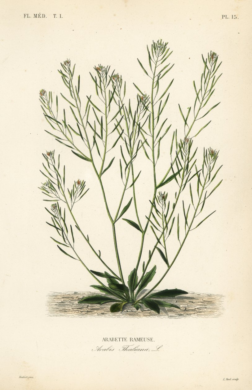 Thale cress, mouse-ear cress or arabidopsis by Unbekannt