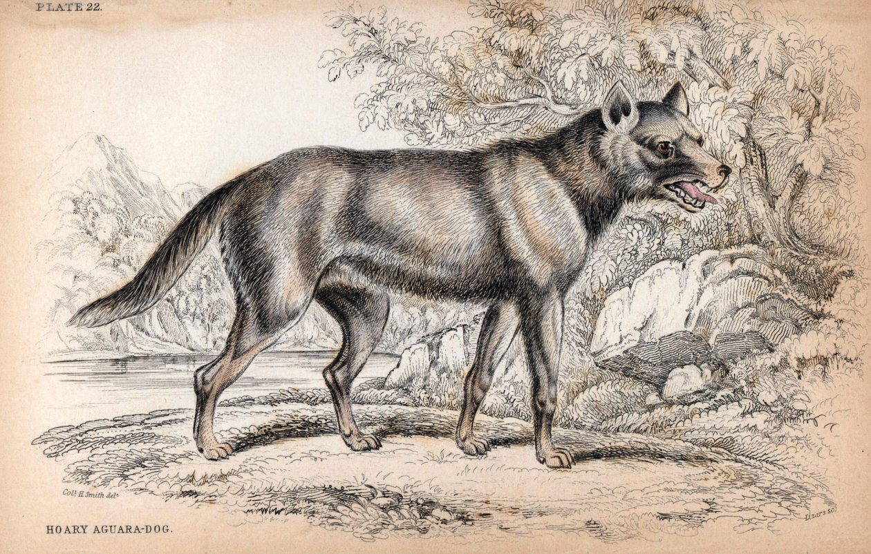 The Chenu Fox or Fox of Brazil, Lycalopex Vetulus. Lithograph by Colonel Charles Hamilton Smith to Illustrate Naturalist