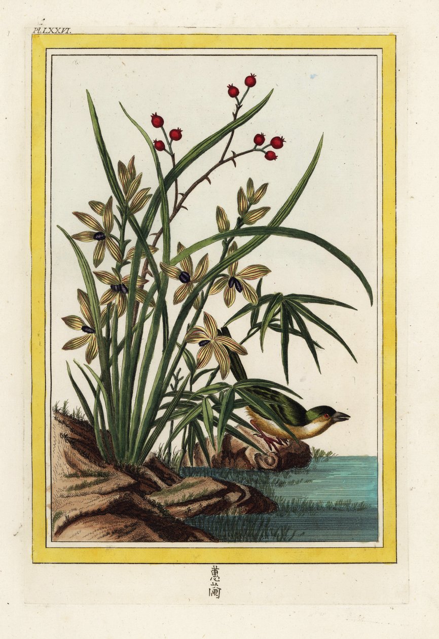 The Elleborin of China. Handcoloured etching from Pierre Joseph Buchoz 