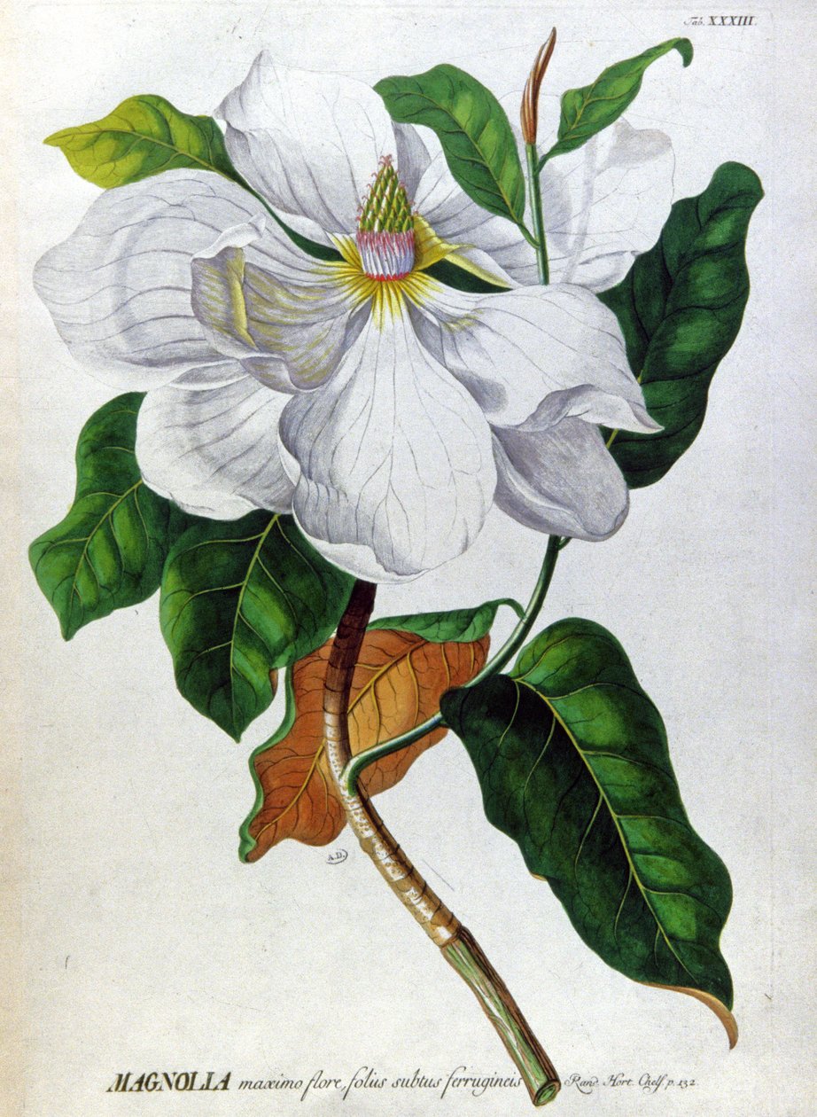 The Magnolia by Unbekannter Künstler