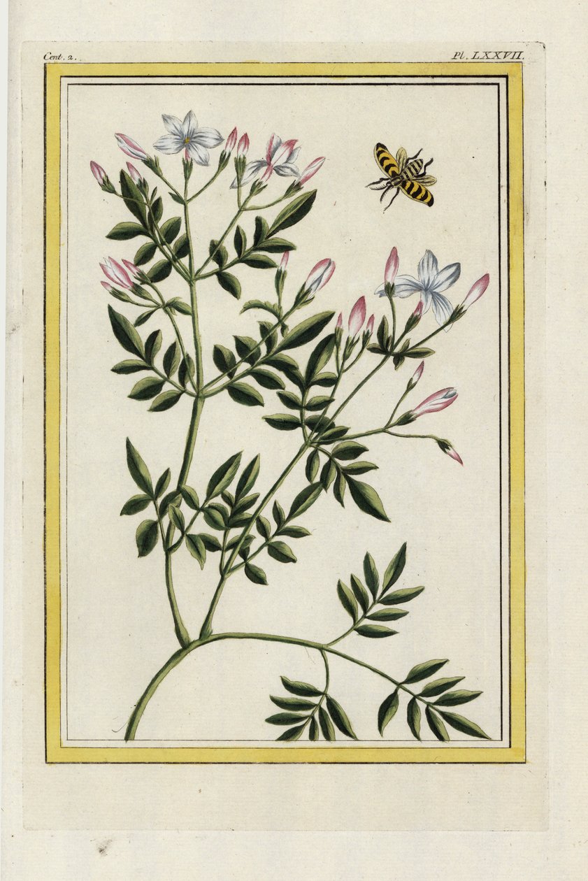 The Spanish Jasmine. Handcoloured etching from Pierre Joseph Buchoz 