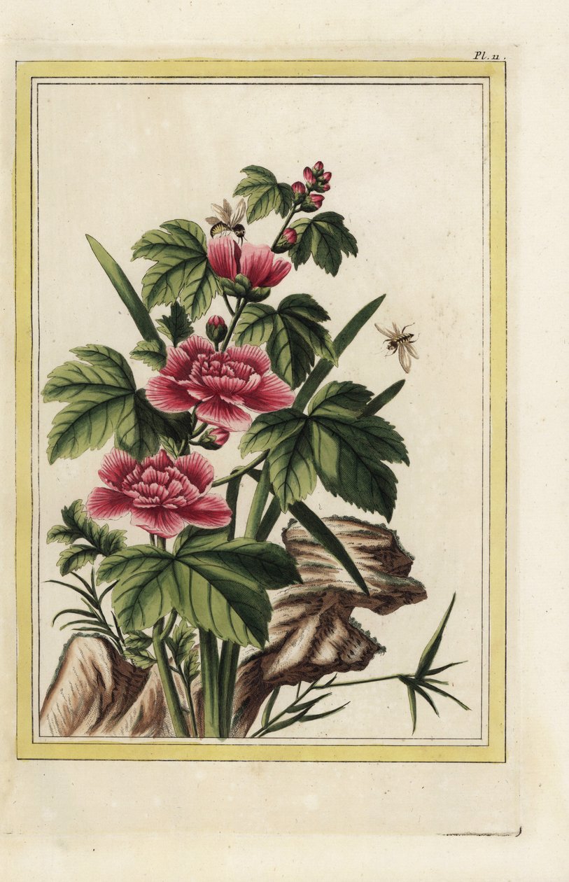 Rose mallow, Hibiscus syriacus by Unbekannter Künstler