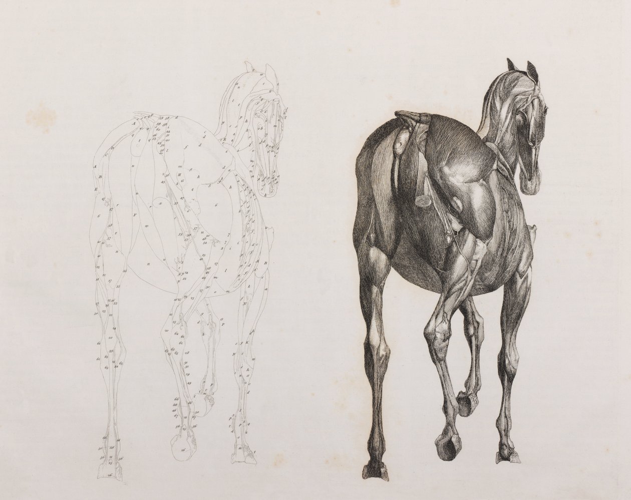 Third dissected layer of a horse, back view by Unbekannt