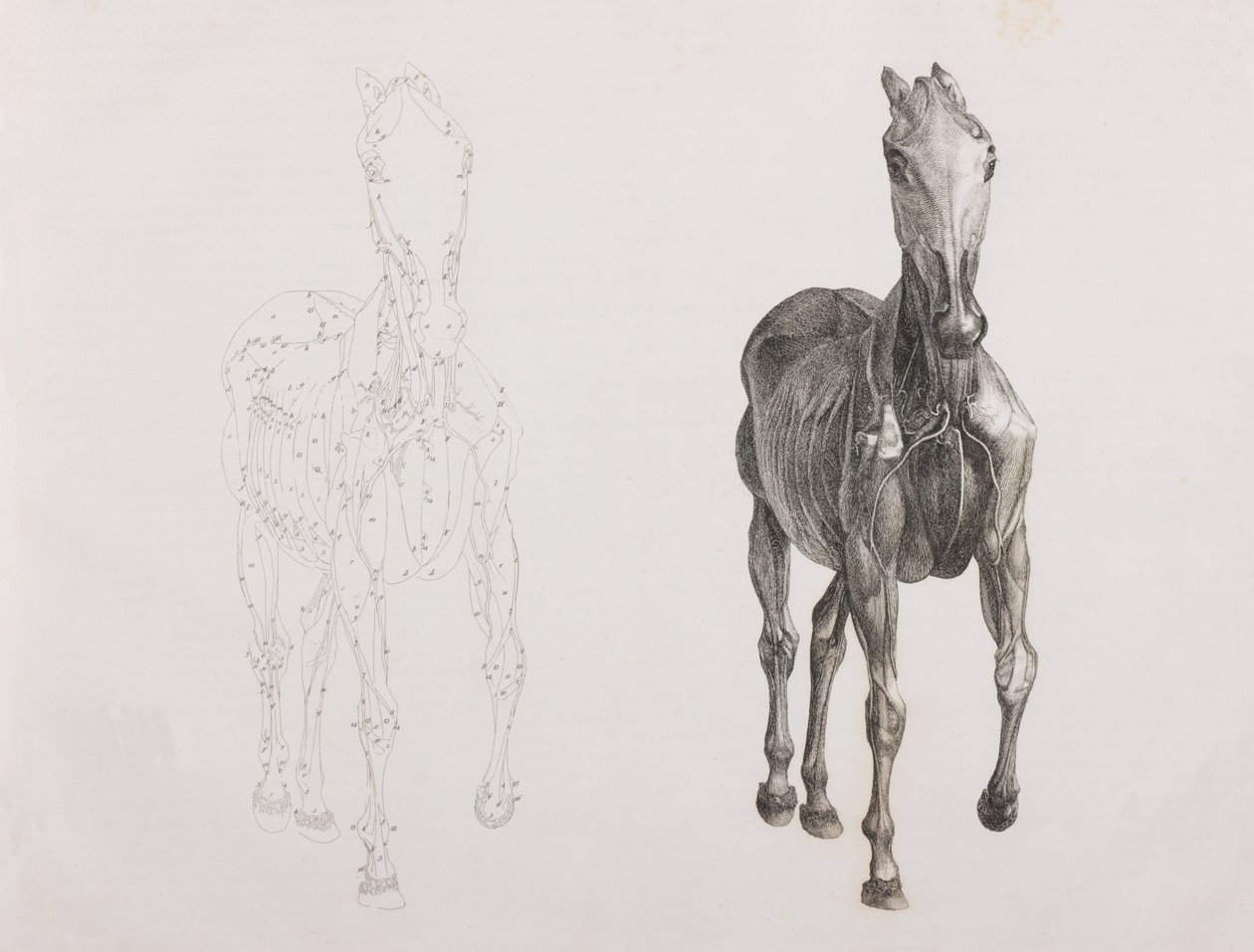 Third dissected layer of a horse, front view by Unbekannt