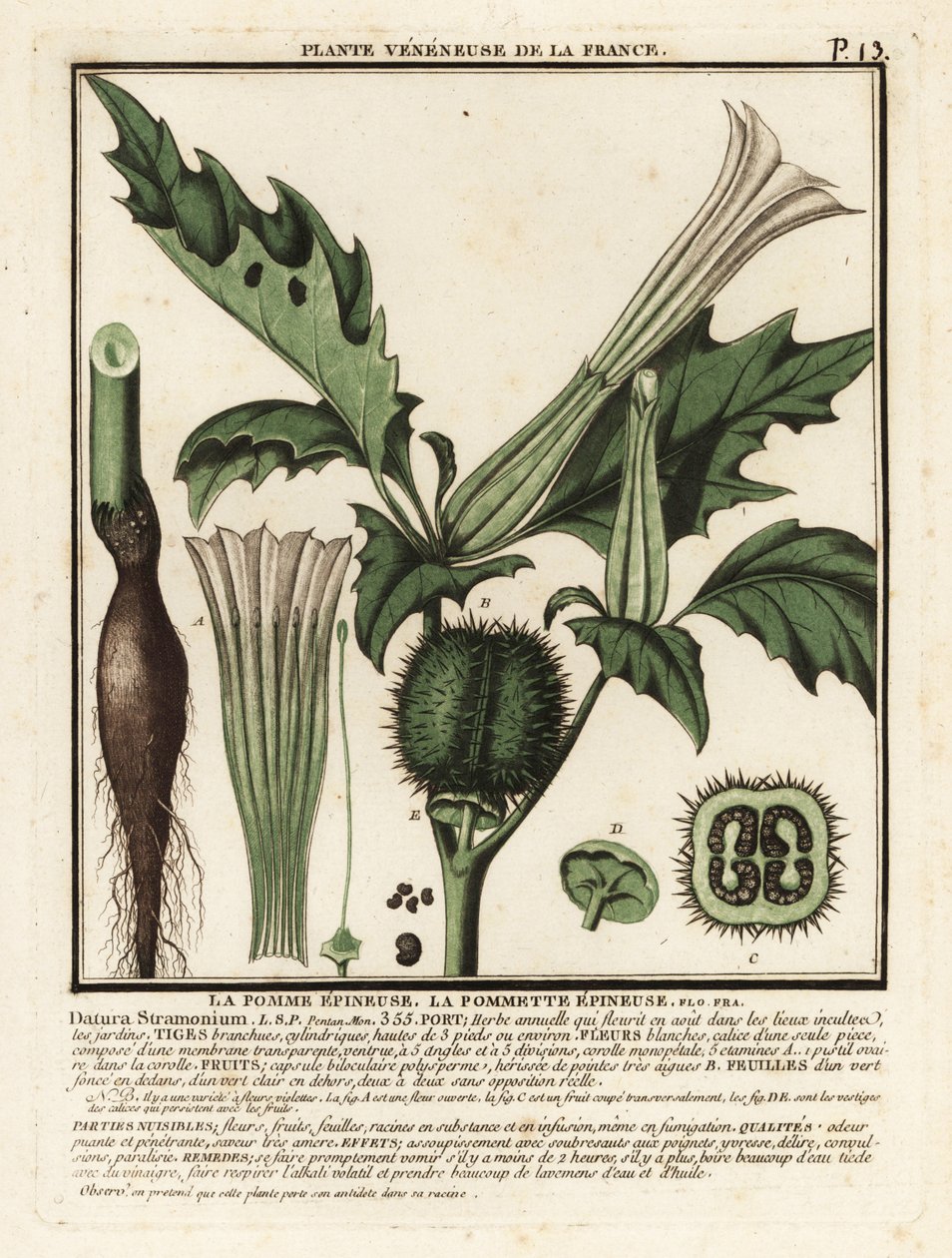 Thorn apple, Datura stramonium by Unbekannter Künstler