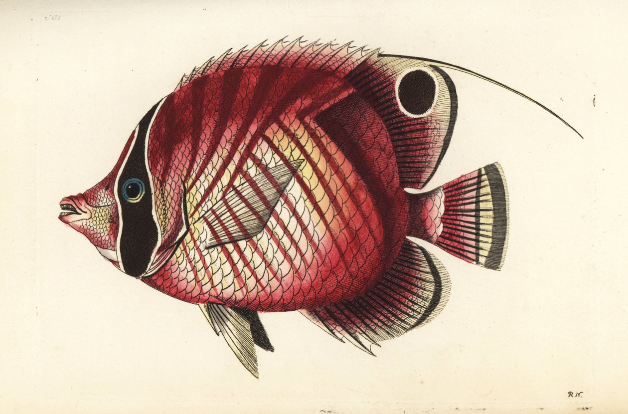 Threadfin butterflyfish, Chaetodon auriga (Red-striped chaetodon, Chaetodon setifer). Illustration drawn and engraved by Richard Polydore Nodder. Handcoloured copperplate engraving from George Shaw and Frederick Nodder
