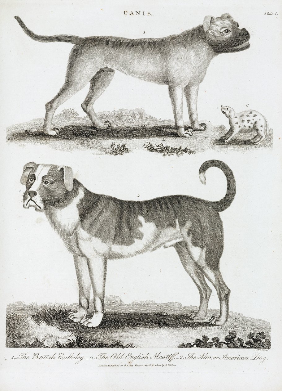Three Types of Dog by Unbekannt