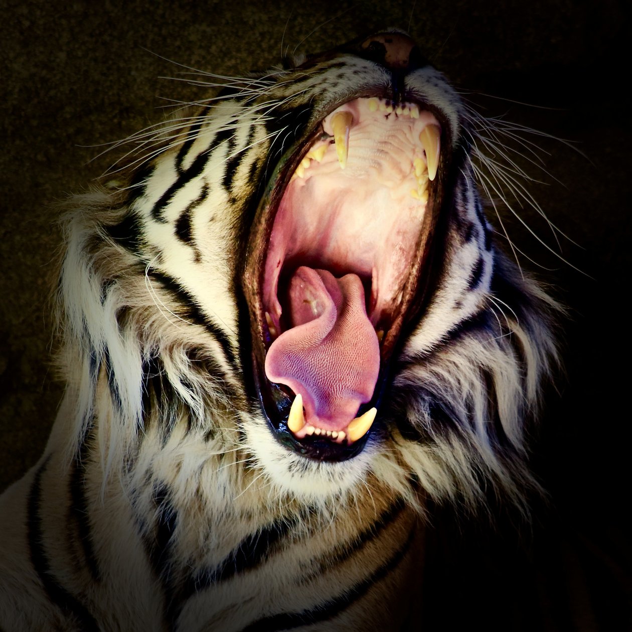 Tiger Teeth by Unbekannter Künstler