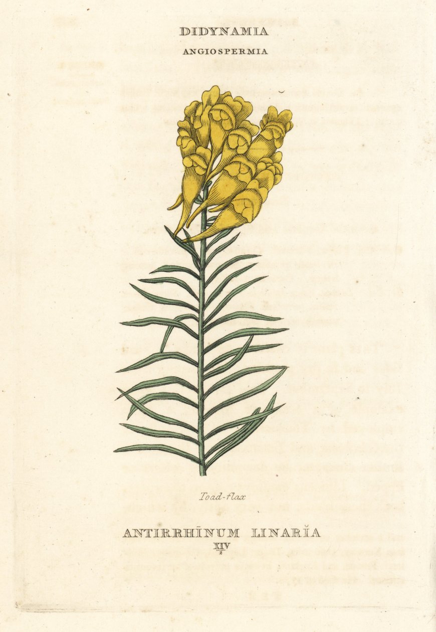 Toadflax, Linaria vulgaris (Antirrhinum linaria). Handcoloured copperplate engraving after an illustration by Richard Duppa from his The Claves and Orders of the Linnaean System of Botany, Longman, Hurst, London by Unbekannter Künstler