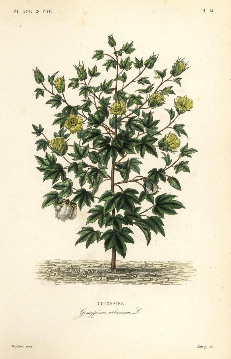Tree cotton, Gossypium arboreum by Unbekannt