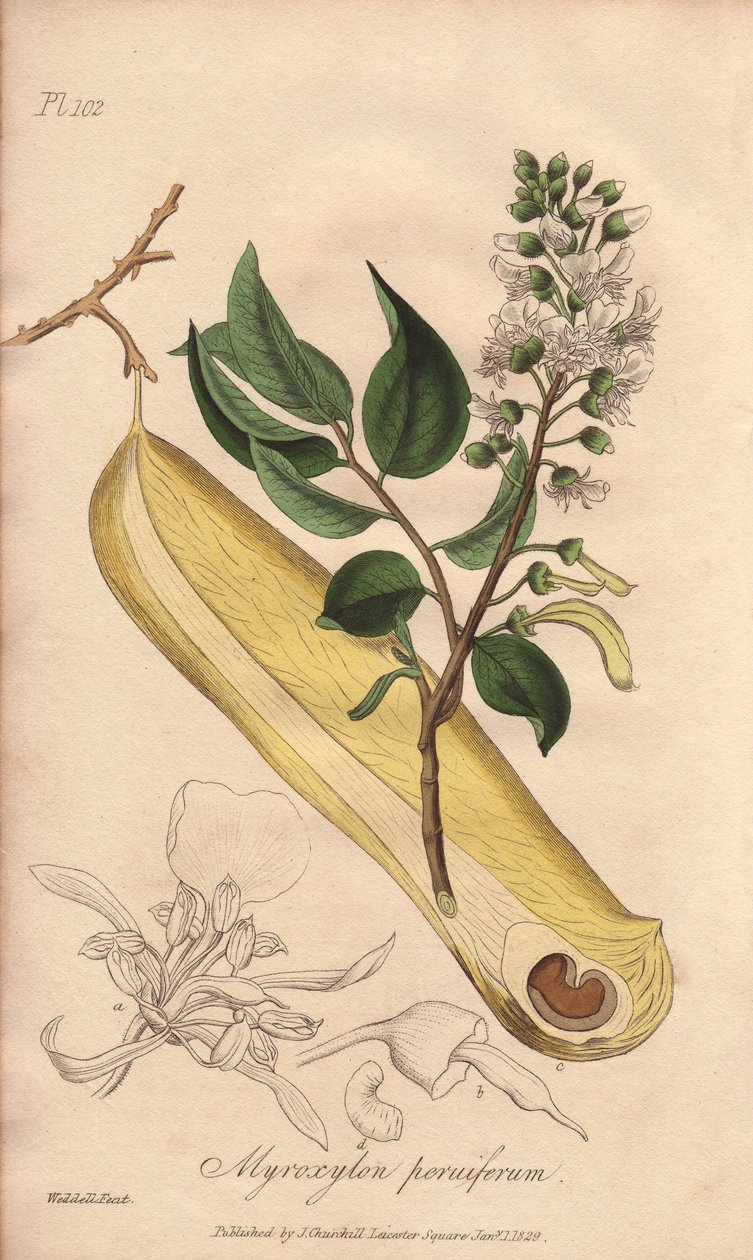 Tree of Fevers (Myroxylon peruiferum) - Strong Water by William Clarke to illustrate Medical Botanical, Description of the Medicinal Plants of London, Edinburgh and Dublin by John Stephenson and James Morss Churchill by Unbekannter Künstler