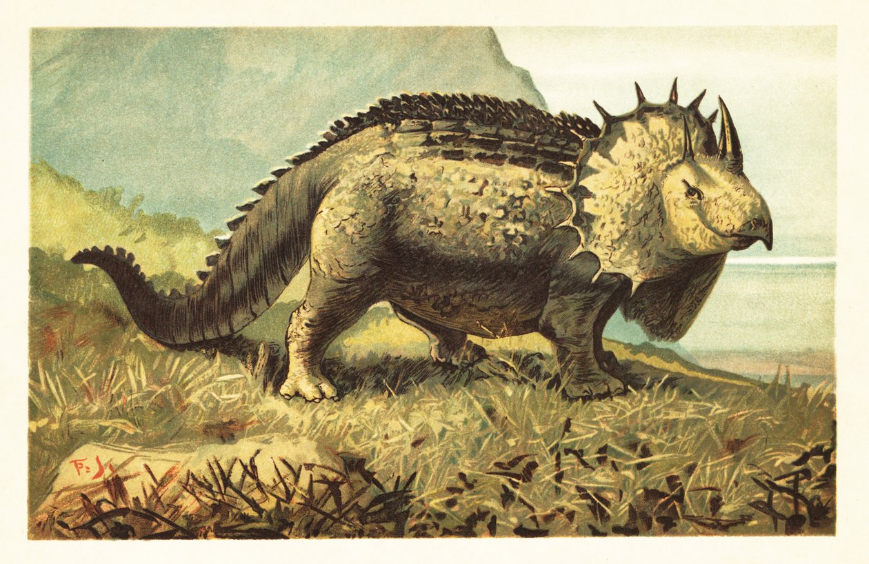 Triceratops Prorsus by Unbekannter Künstler