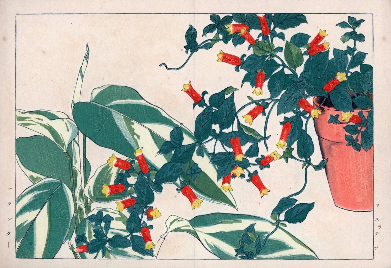 Firecracker vine and arrowroot. Handcoloured woodblock print from Konan Tanigami