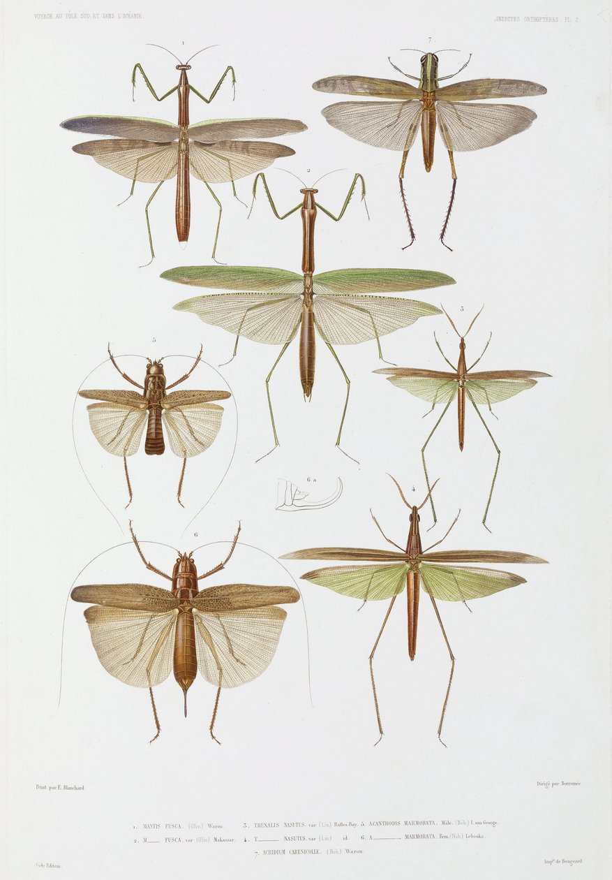 Types of Insect, Australia and Indonesia by Unbekannter Künstler