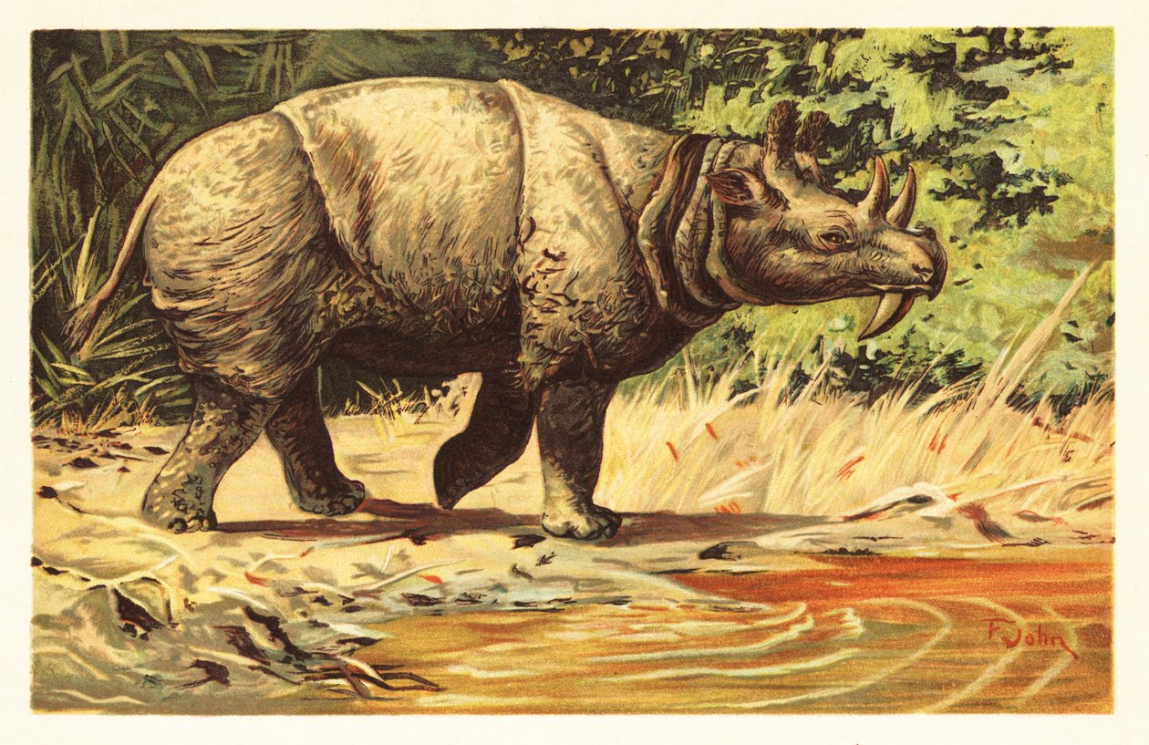 Uintatherium Anceps, Extinct Herbivorous Mammal of the Eocene 1908 by Unbekannter Künstler