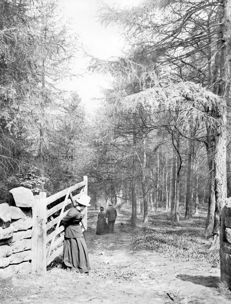 United Kingdom: Eaton Woods, c1890 by Unbekannt