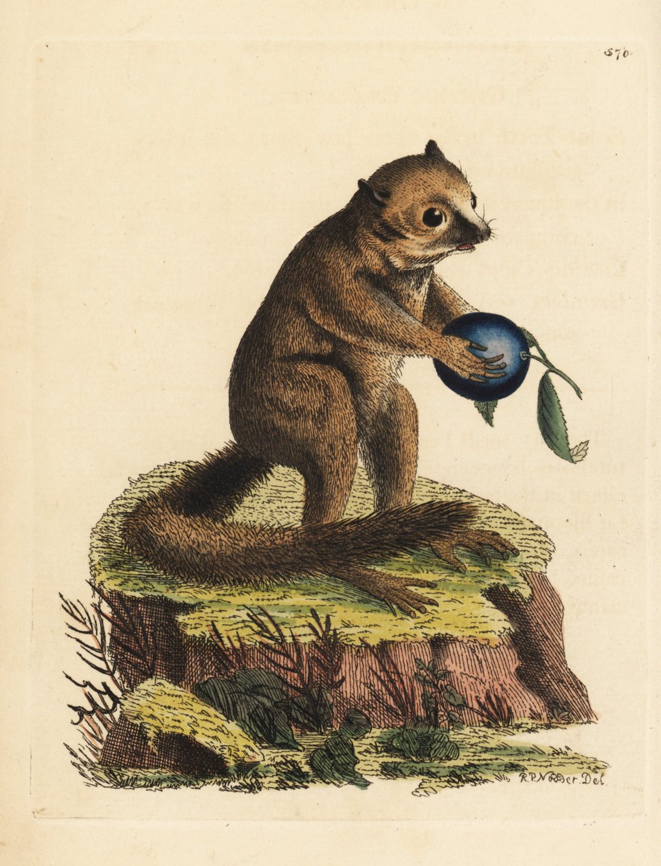 Unknown Species of Bushbaby or Mouse Lemur by Unbekannter Künstler
