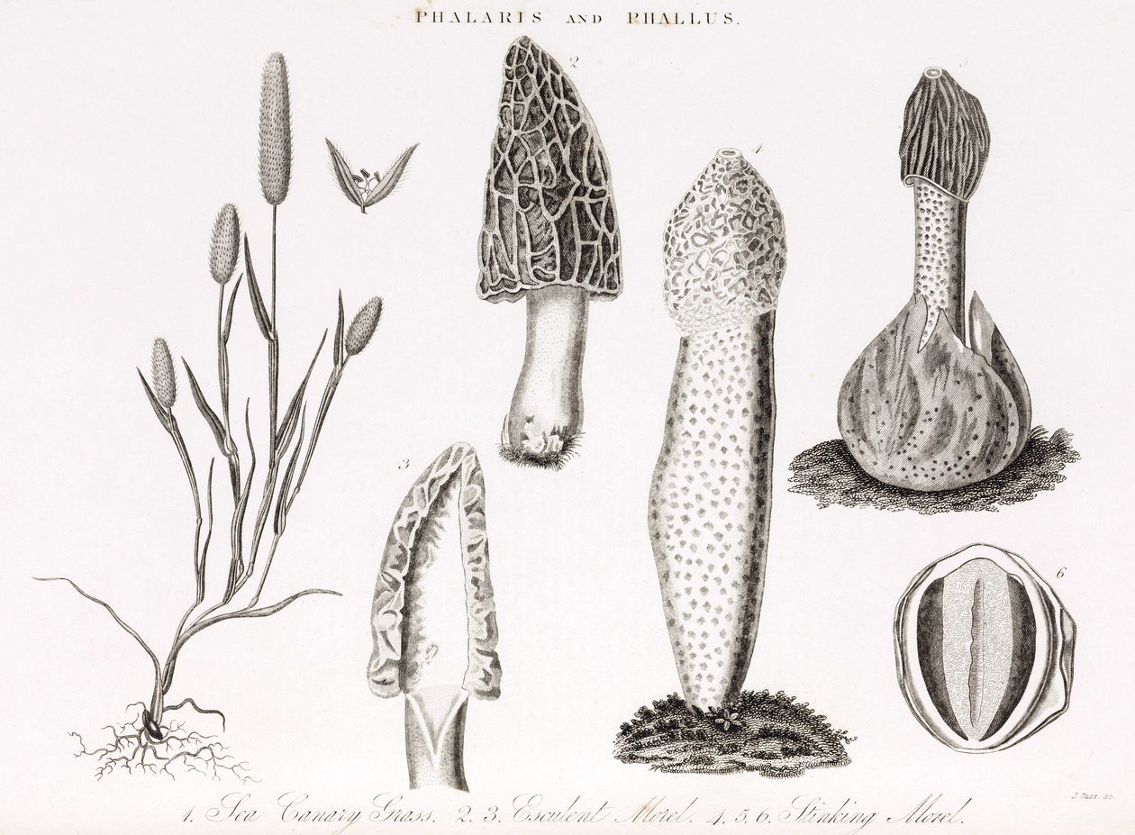 Variety of grass phalaris aquatica and morel mushrooms by Unbekannt