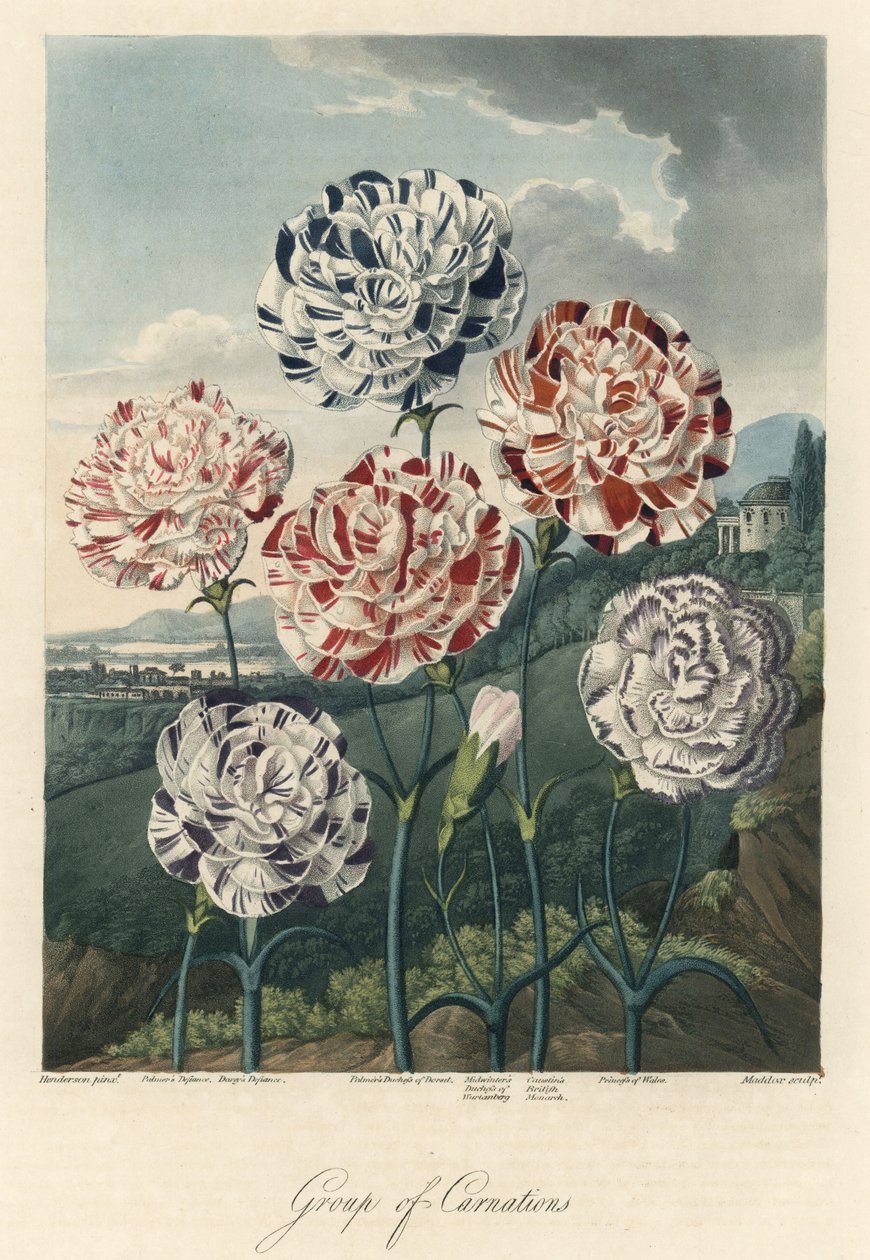 Varieties of Common Carnations, extracted from The Temple of Flora, by Dr. Robert Thornton by Unbekannter Künstler