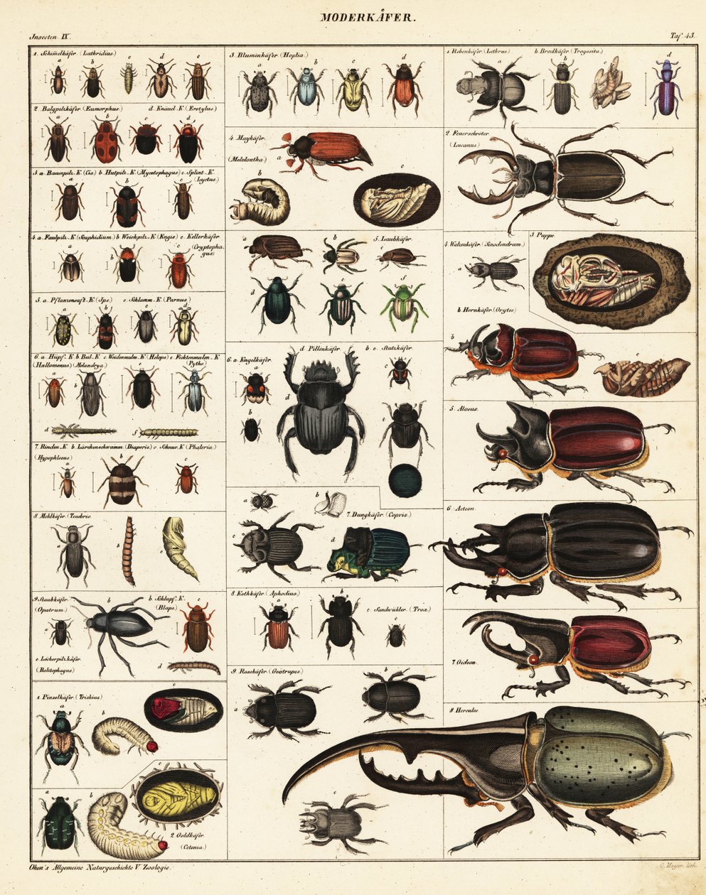 Varieties of Beetles by Unbekannter Künstler