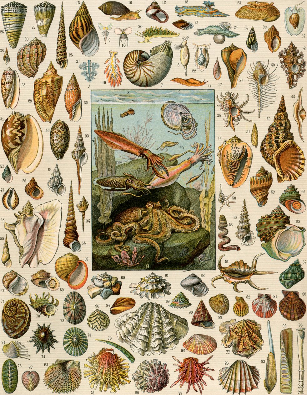 Varieties of Molluscs by Unbekannter Künstler