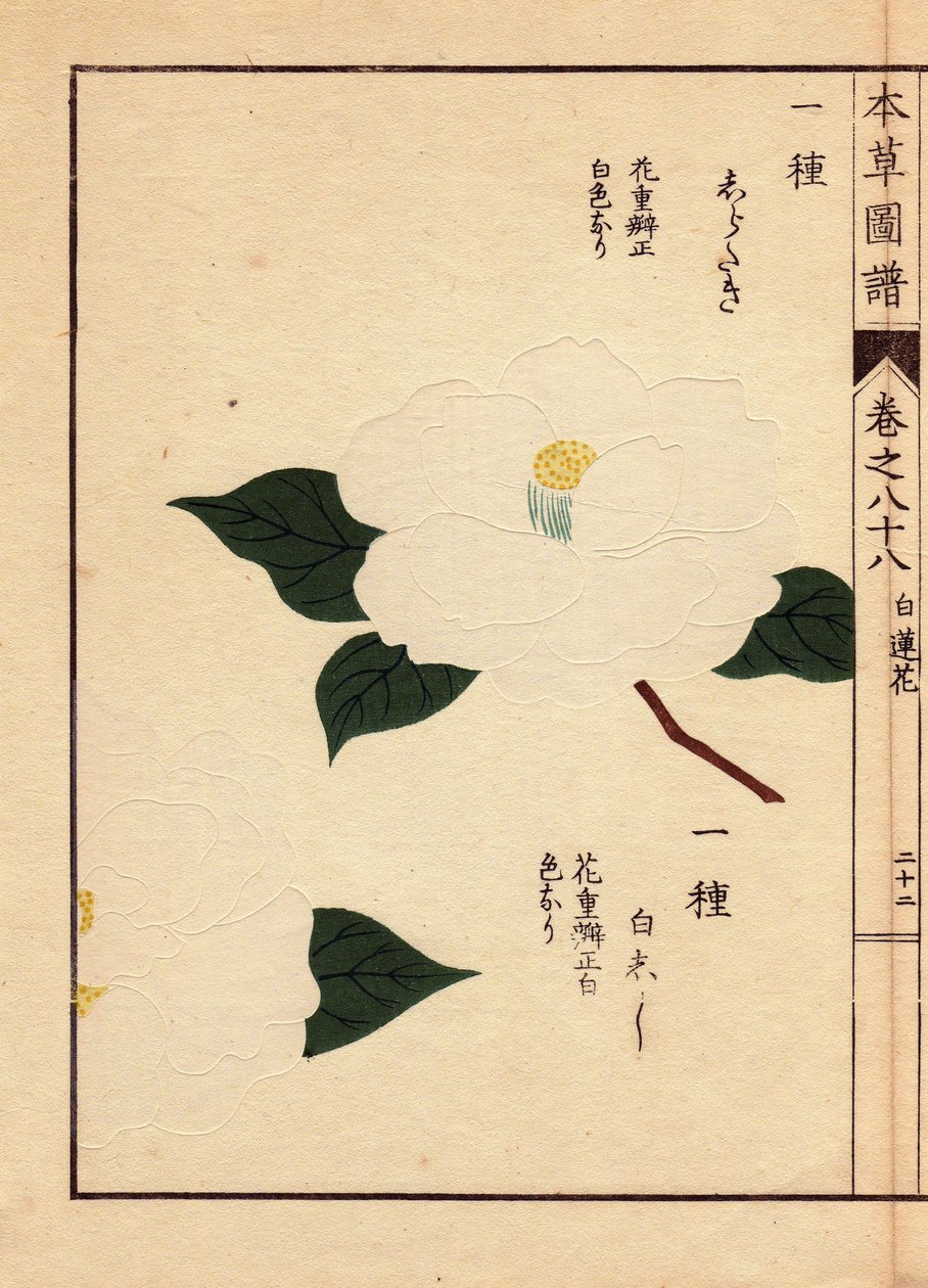 Variety of camelias from Japan (Thea japonica Nois): Shirataki and Shiroshishi, with white flowers. Eau forte en couleurs, woodcut by Kanen Iwasaki, published in Honzo Zufu, in 1884, an illustrative guide to medicinal plants by Unbekannter Künstler
