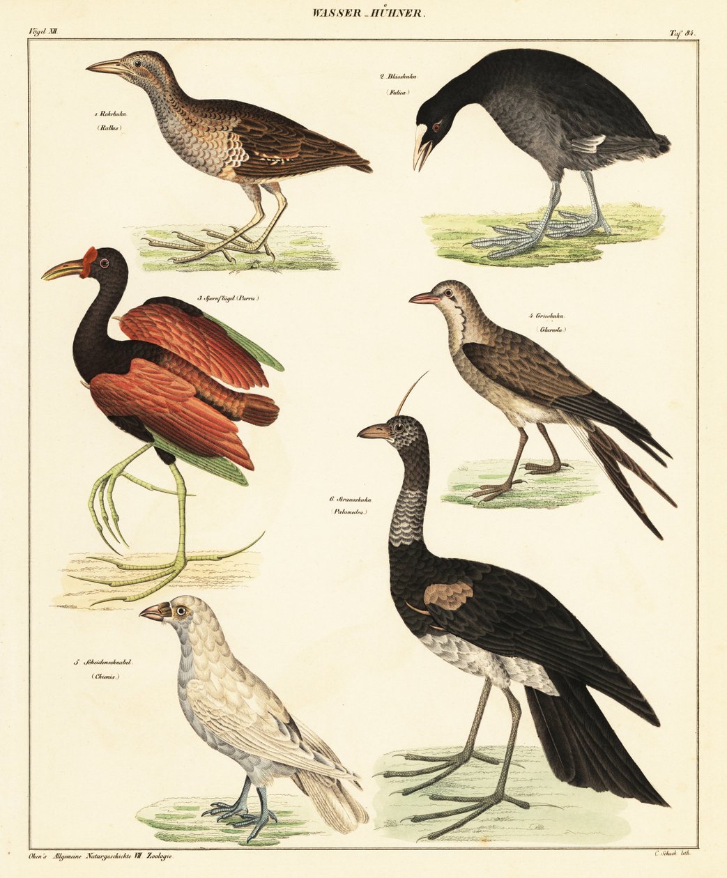 Variety of Water Fowl by Unbekannter Künstler