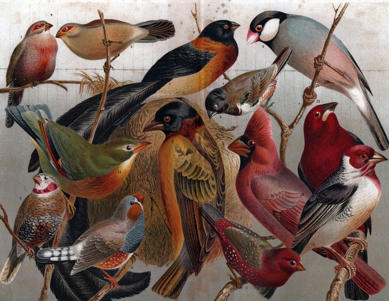 Various birds, c.1900 by Unbekannter Künstler