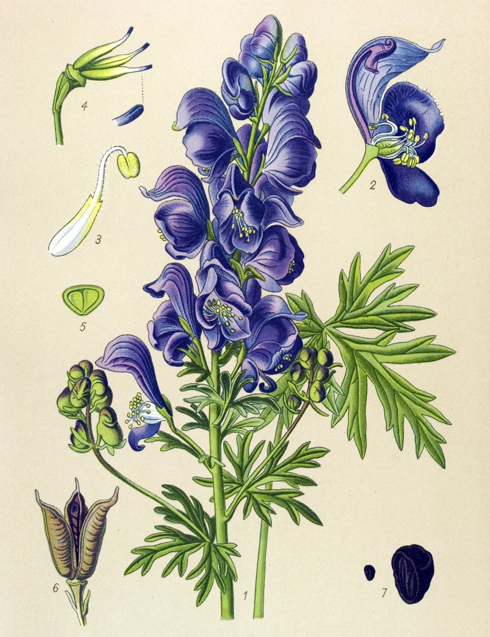 Venomous (Toxic) and Medicinal Plant: Aconitum Napellus by Unbekannter Künstler