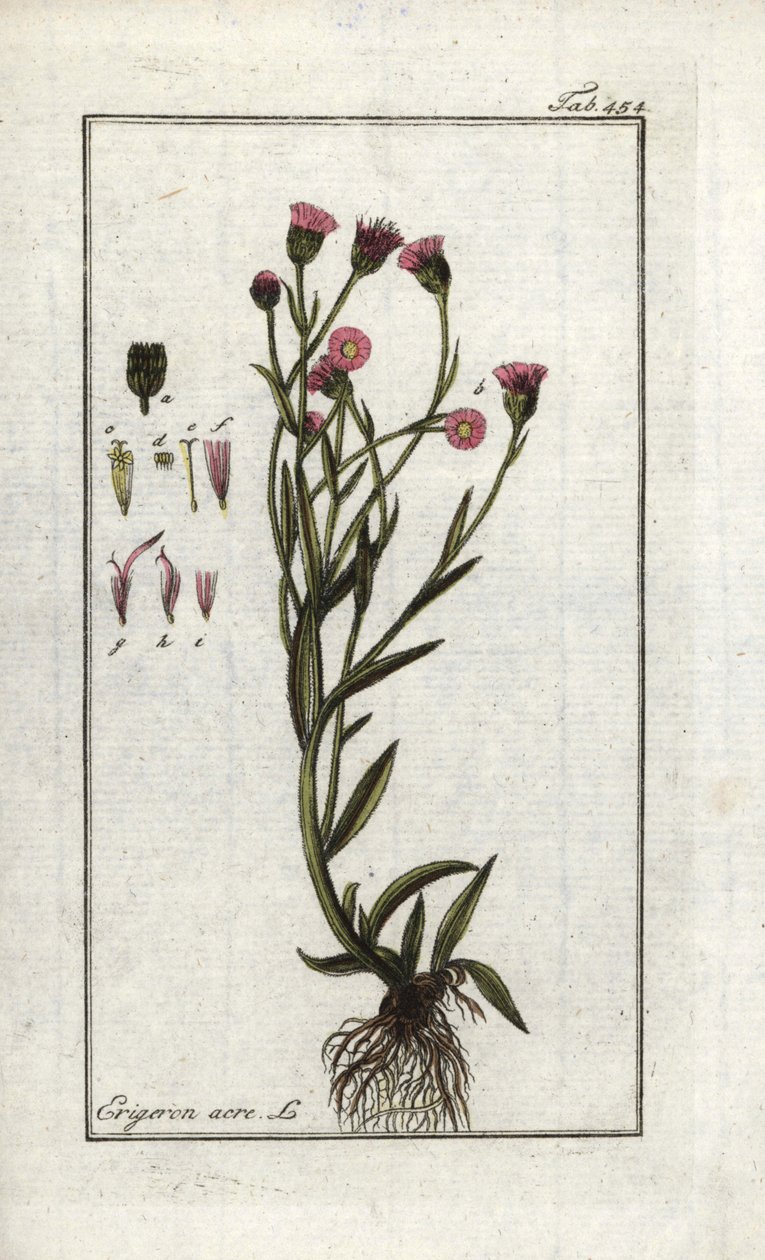Vergerette Acre, Erigeron acris by Unbekannter Künstler