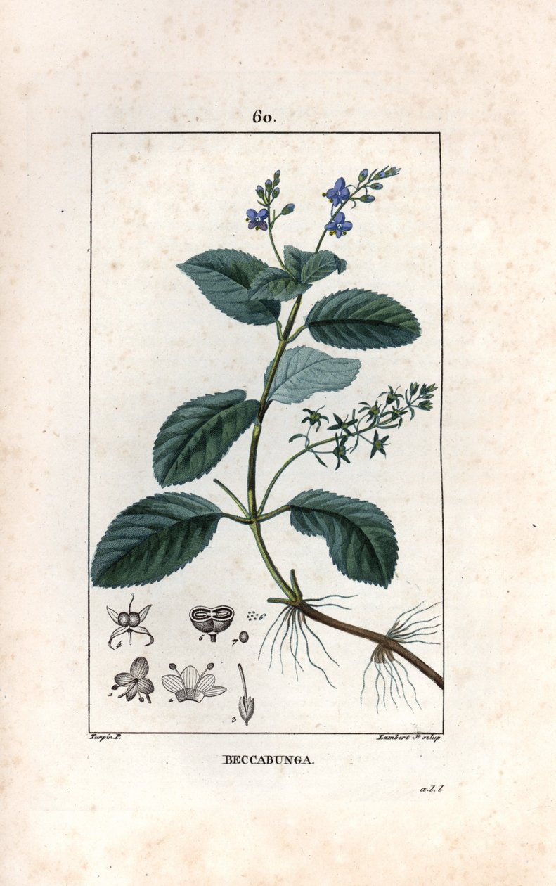 Brooklime or European Speedwell by Unbekannter Künstler