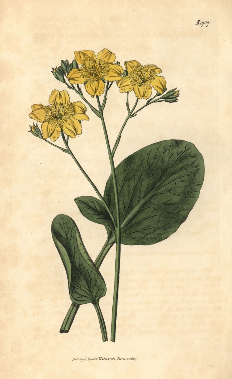 Villardie - Villarsia Ovata (Oval-Leaved Cape Buckbean) by Unbekannter Künstler