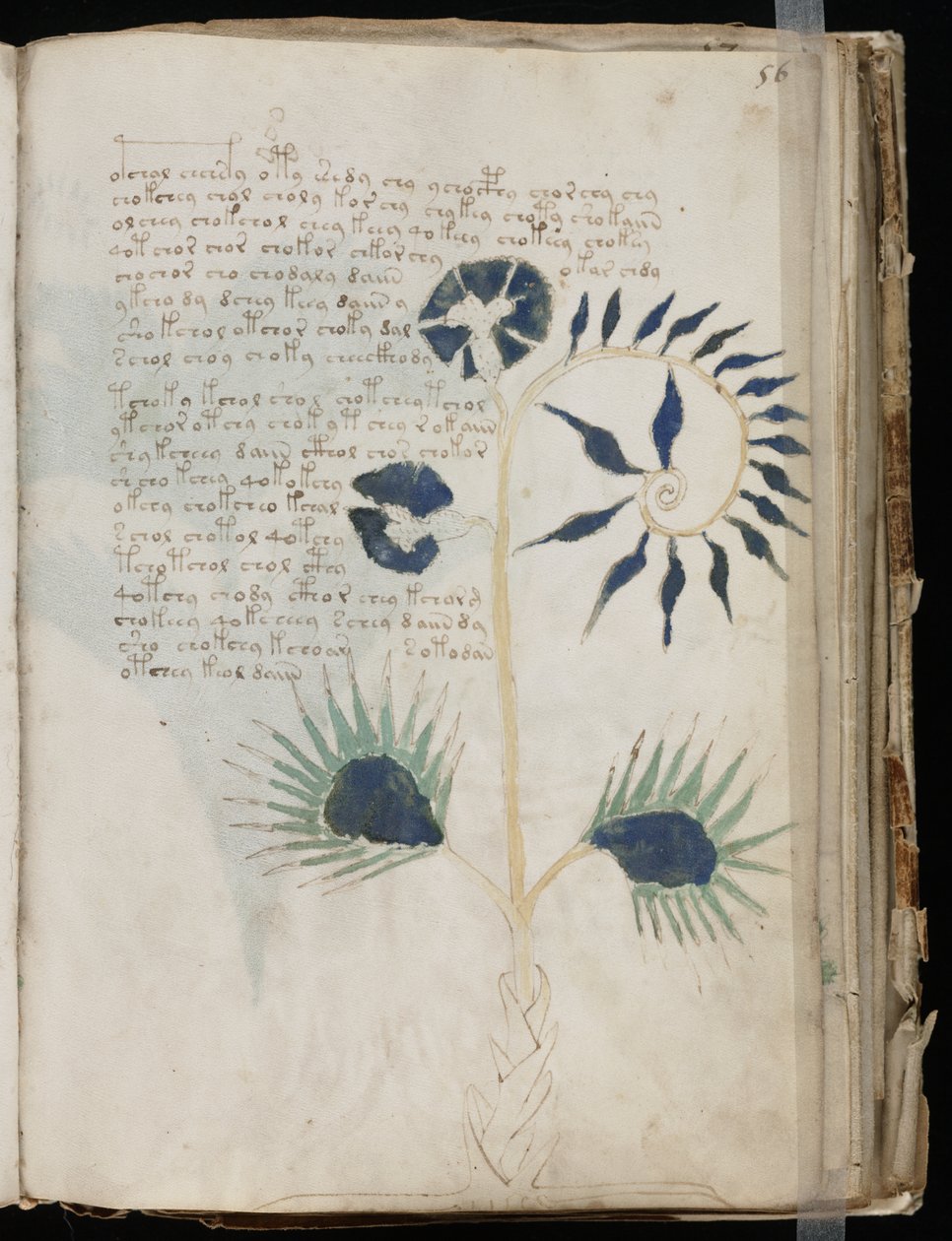 Voynich Manuscript folio 56r, c.1500 by Unbekannt