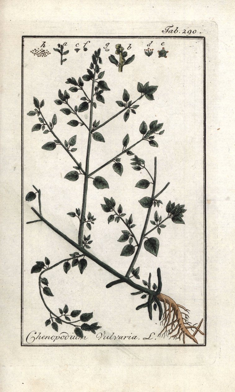 Vulvar (Chenopodium vulvaria). Lithograph from 