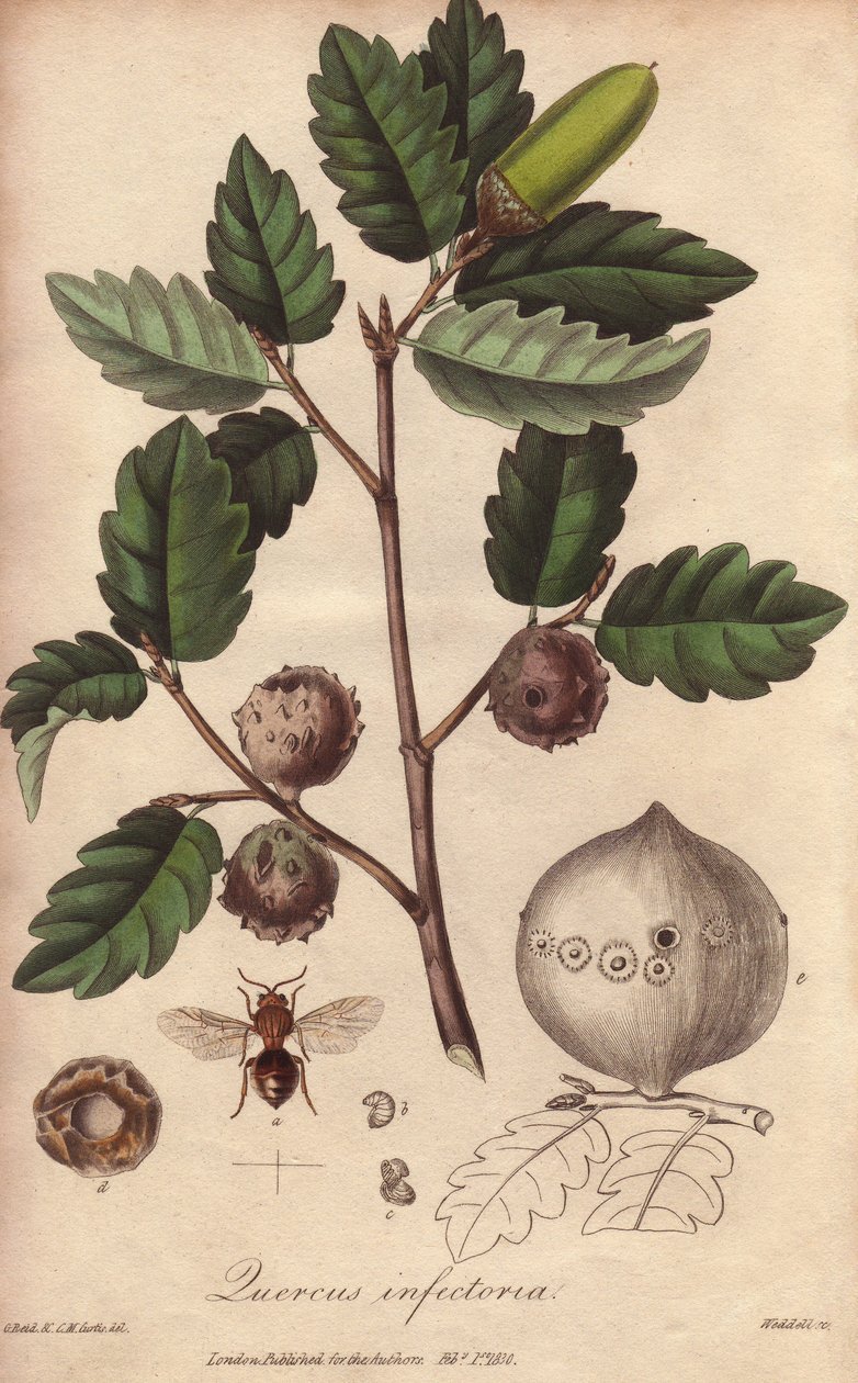 Wales Oak (Quercus infectoria) - Strong water by William Clarke to illustrate Medical Botanical, Description of the Medicinal Plants of London, Edinburgh and Dublin by John Stephenson and James Morss Churchill by Unbekannter Künstler