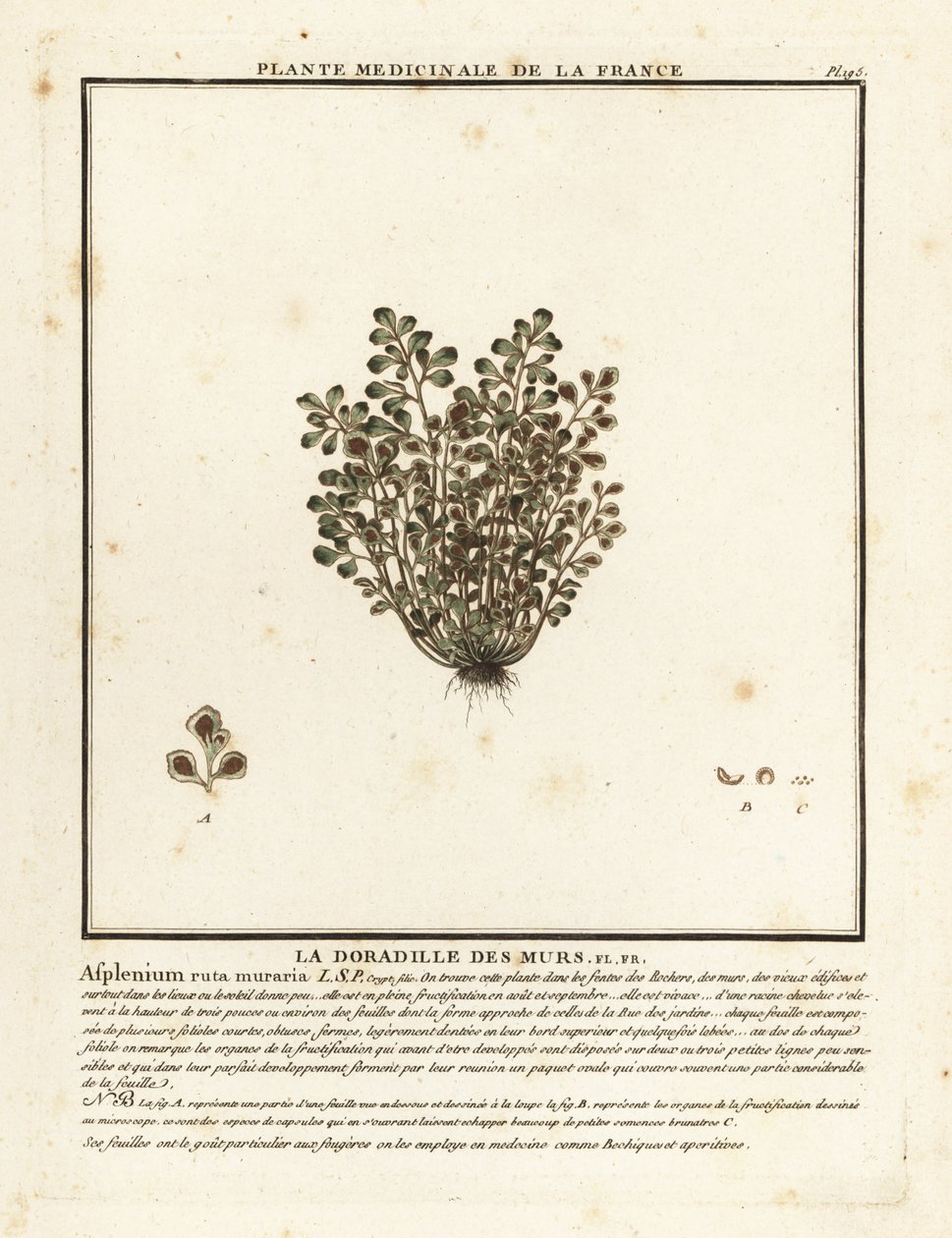 Wall-rue, Asplenium ruta-muraria by Unbekannter Künstler