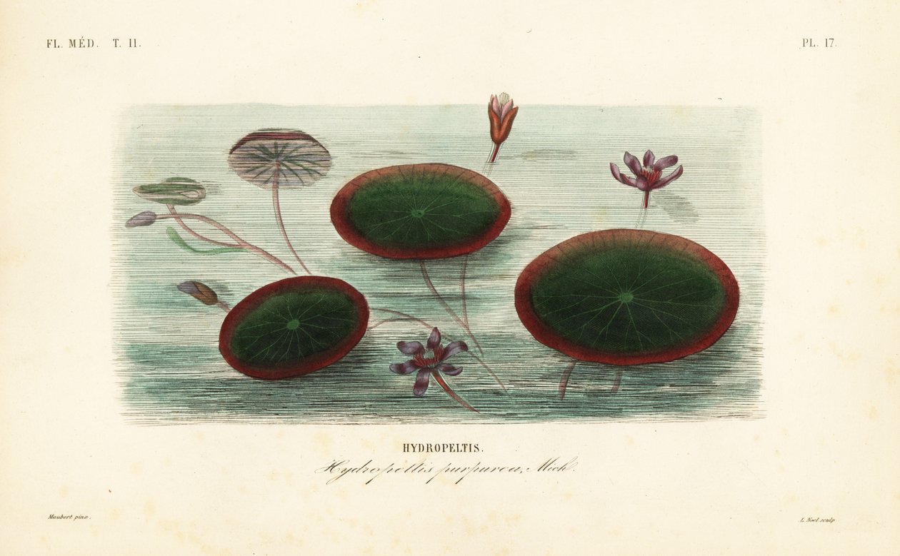 Water-shield, Brasenia schreberi by Unbekannt