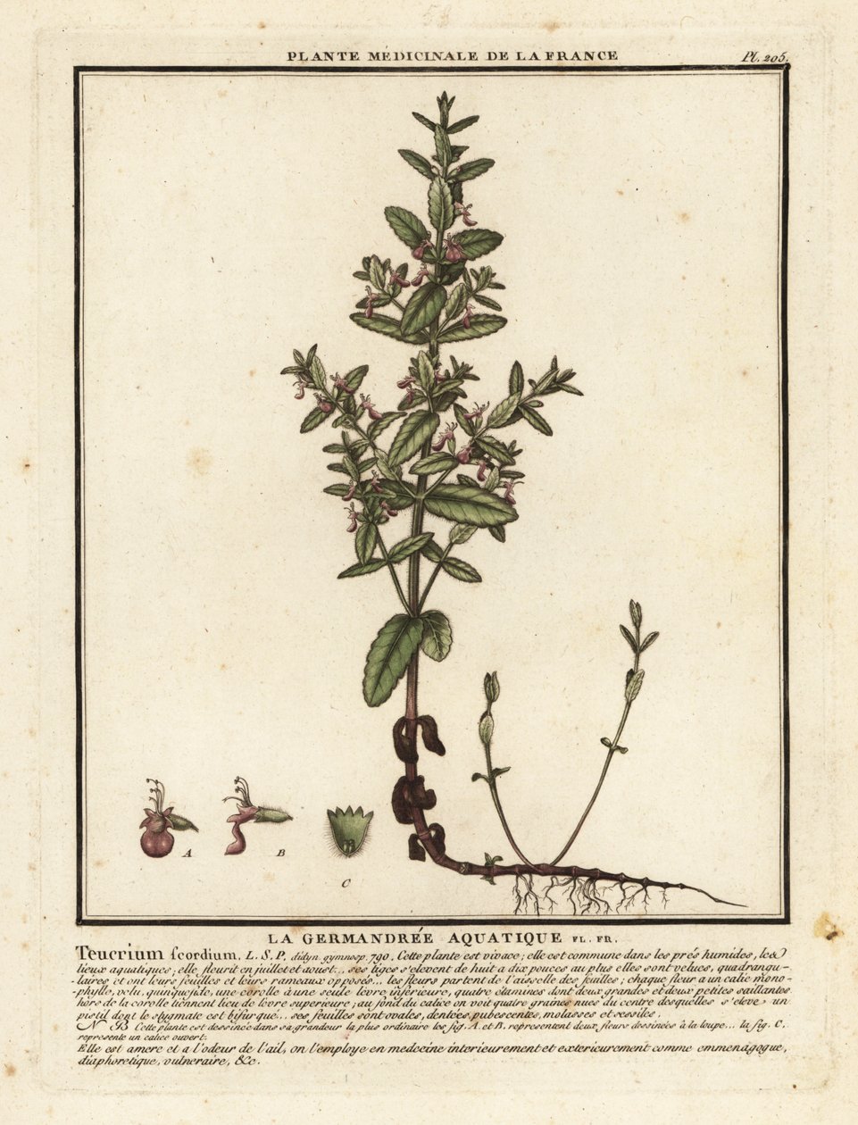 Water germander, Teucrium scordium by Unbekannter Künstler