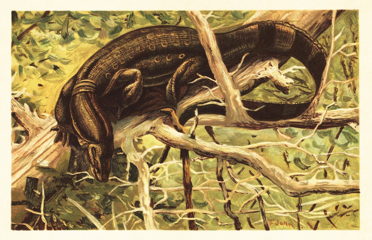 Water Monitor Lizard by Unbekannter Künstler