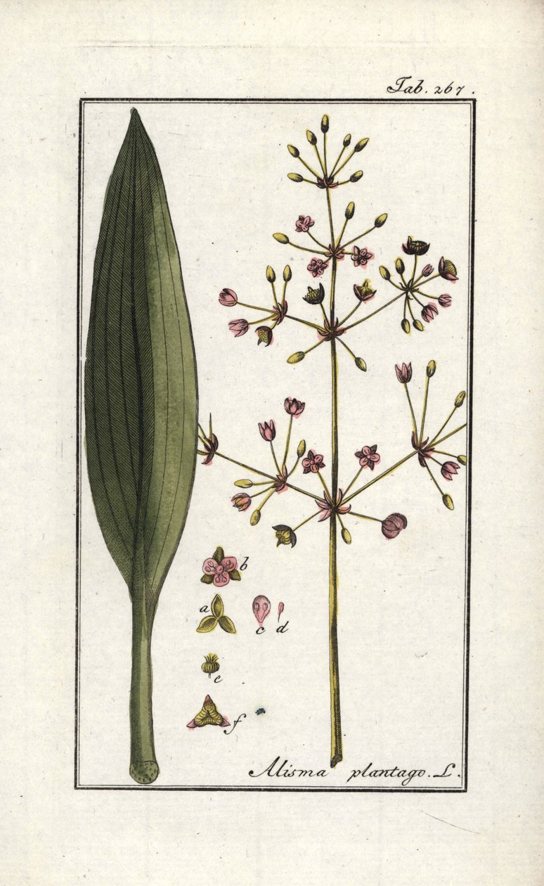 Water Plantain (Alisma plantago-aquatica). Lithograph from 